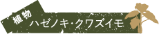 植物哈泽诺·锄头红薯