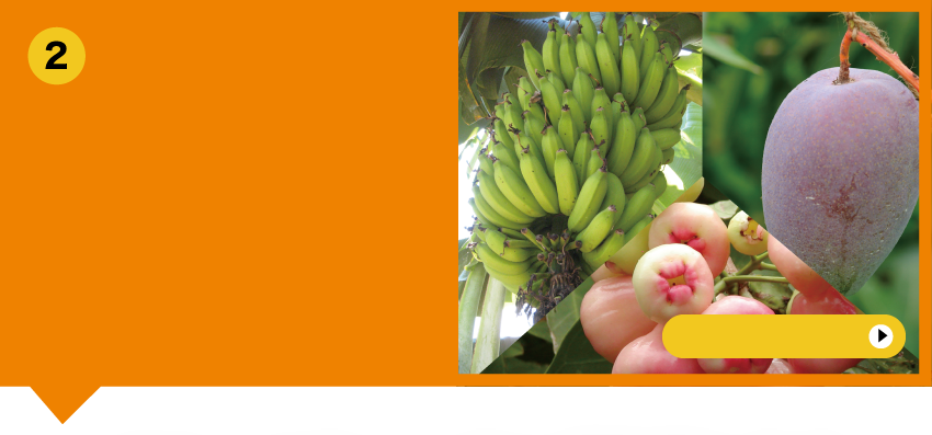 Tropicak Orchards-热带水果园