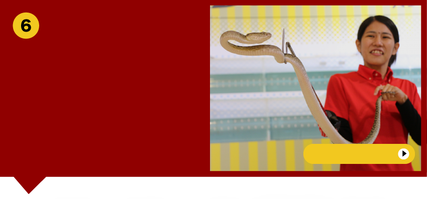 Habu Snake Show-毒蛇和毒舌成为癖好
