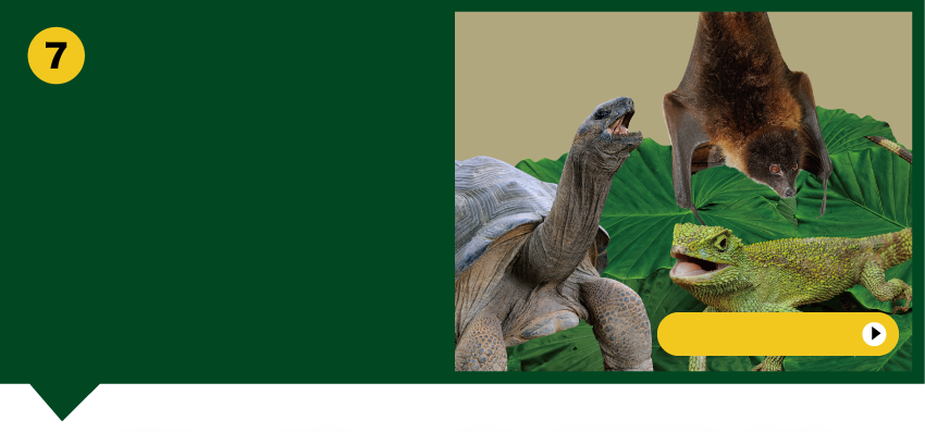 Habu Museum Park-蛇和愉快的伙伴们